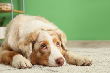 Şirin Avustralyalı çoban köpeği evde halıya uzanmış, yakın plan.