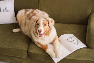 Şirin Avustralya çoban köpeği dergi ile evdeki yeşil kanepede yatıyor.