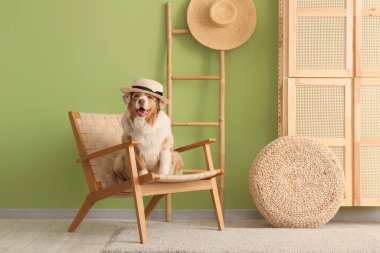 Oturma odasındaki tahta koltukta şapkası olan şirin Avustralya çoban köpeği.