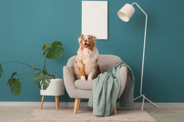 Tatlı Avustralyalı çoban köpeği oturma odasında gri koltukta.