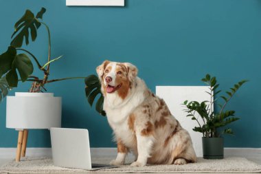 Oturma odasında dizüstü bilgisayarı olan şirin Avustralya çoban köpeği.