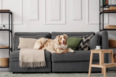 Tatlı Avustralyalı çoban köpeği oturma odasında siyah kanepede yatıyor.