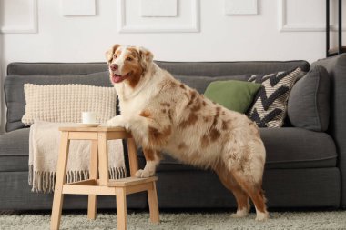 Tatlı Avustralya çoban köpeği ve kahve fincanı oturma odasındaki taburede.