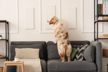 Oturma odasındaki tabloların yanındaki kanepede oturan şirin Avustralya çoban köpeği.