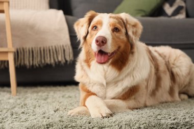 Şirin Avustralyalı çoban köpeği evde yeşil halıda yatıyor.