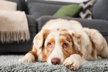 Şirin Avustralyalı çoban köpeği evde yeşil halıda yatıyor, yakın plan.