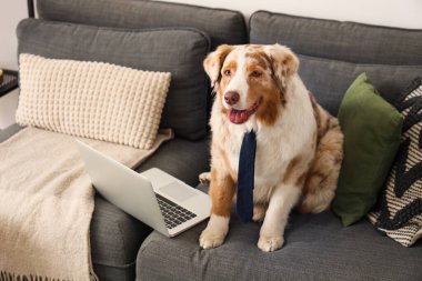 Evdeki kanepede kravatlı ve dizüstü bilgisayarlı şirin Avustralya çoban köpeği.