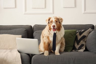 Evdeki kanepede kravatlı ve dizüstü bilgisayarlı şirin Avustralya çoban köpeği.