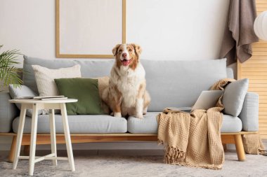 Tatlı Avustralya çoban köpeği oturma odasında.