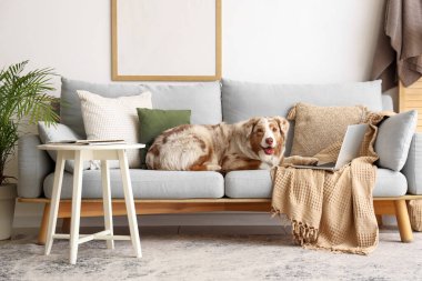 Oturma odasındaki gri koltukta dizüstü bilgisayarı olan şirin Avustralya çoban köpeği.