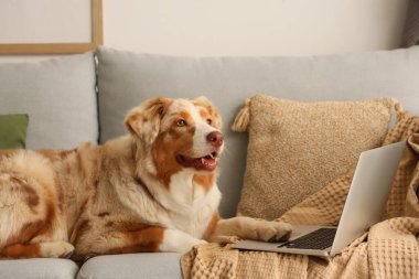 Oturma odasındaki gri koltukta dizüstü bilgisayarı olan şirin Avustralya çoban köpeği.