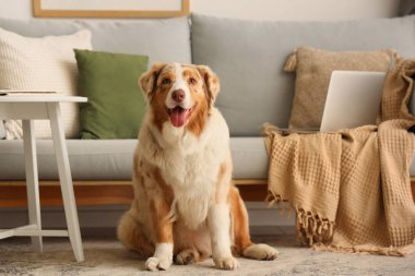 Oturma odasındaki kanepenin yanındaki halıda şirin bir çoban köpeği var.
