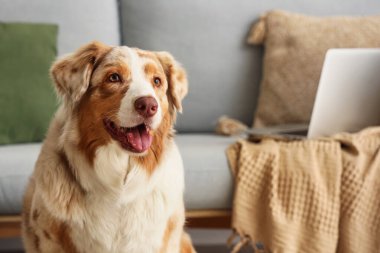 Oturma odasındaki kanepenin yanındaki şirin Avustralya çoban köpeği, yakın plan.