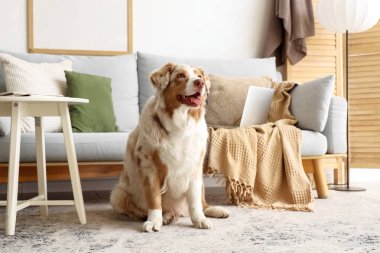 Oturma odasındaki kanepenin yanındaki halıda şirin bir çoban köpeği var.