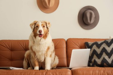 Oturma odasındaki kahverengi kanepede dizüstü bilgisayarı olan şirin Avustralya çoban köpeği.