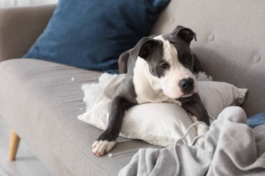 Yaramaz Staffordshire Teriyeri yırtık yastıkla evdeki kanepede yatıyor.