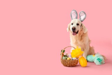 Paskalya sepetiyle tavşan kulaklı şirin Labrador köpeği ve pembe arka planda hediye yumurtaları.