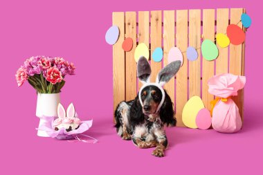 Paskalya pastası, hediye yumurtası, güzel laleler ve mor arka planda ahşap çitle tavşan kulaklı şirin cocker spaniel.