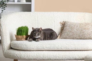 Gri kedi, oturma odasında yeşil çimlerle yumuşak kanepede uzanıyor.