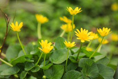 Güzel çiçek açan daha az celandin çiçekleri ilkbahar günü açık havada