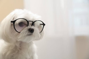 Ofiste gözlüklü şirin beyaz Bolonez köpek, yakın plan.