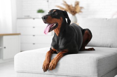 Evdeki kanepede yatan sevimli Dobermann köpeği.