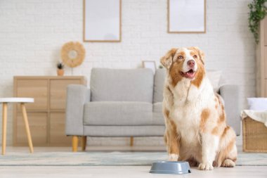 Tatlı Avustralya çoban köpeği ve evde bowling.