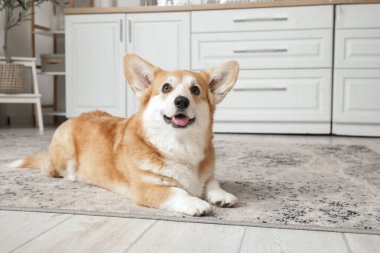 Şirin, mutlu Corgi köpeği evde yerde yatıyor.
