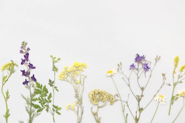 Açık arkaplanda kurumuş çiçekler, üst görünüm