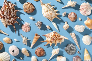 Mavi arka planda birçok farklı deniz kabuğu