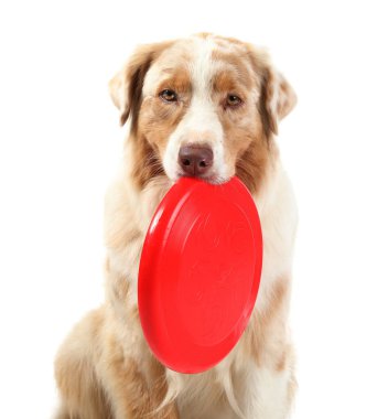 Beyaz arka planda kırmızı frizbi olan şirin Avustralya çoban köpeği.