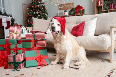 Noel Baba şapkalı şirin Labrador köpeği ve Noel arifesinde evde hediyeler.