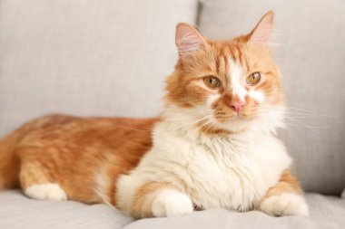 Evdeki kanepede uzanan komik kedi, yakın plan.