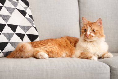 Evdeki gri kanepede yatan sevimli kedi.