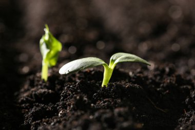Toprakta küçük yeşil fideler, yakın plan