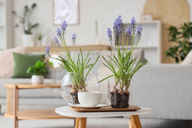 Muscari çiçekli vazolar ve oturma odasındaki masada bir fincan kahve, yakın plan.