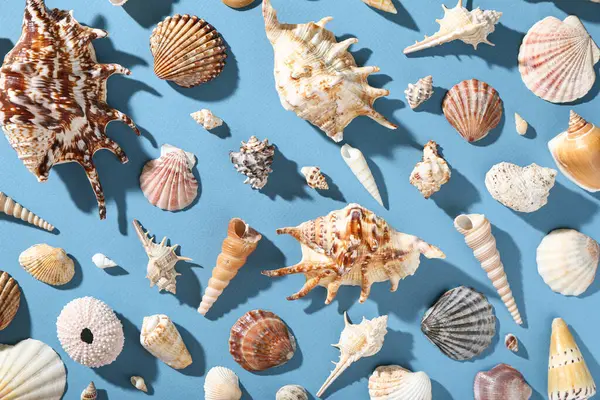 Mavi arka planda birçok farklı deniz kabuğu