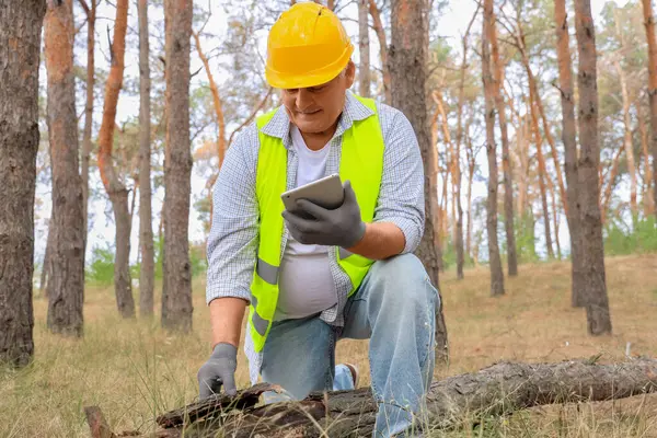 Ormanda devrilen ağacı inceleyen tablet bilgisayarlı kıdemli ormancı.