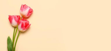 Bej arkaplan üzerinde güzel laleler metin için boşluk, üst görünüm