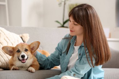 Gri kanepede şirin Corgi köpeği olan genç ve güzel bir kadın.