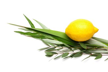 Beyaz arka planda dört tür (lulav, hadas, arava, etrog) Sukkot festival sembolü olarak