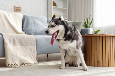 Oturma odasında sevimli Husky köpeği