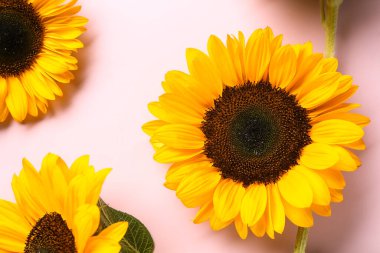 Pembe arka planda güzel ayçiçekleri