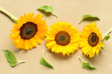 Kahverengi arka planda güzel ayçiçekleri ve yapraklar