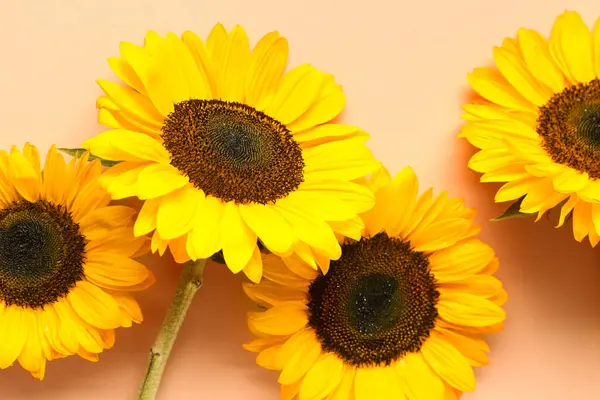 Turuncu arka planda güzel ayçiçekleri