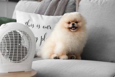 Evdeki elektrikli vantilatör ısıtıcısının yanındaki koltukta tatlı Pomeranya salyası.