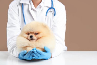 Beyaz masada beyaz arka planda sevimli Pomeranian köpeği olan kadın veteriner.