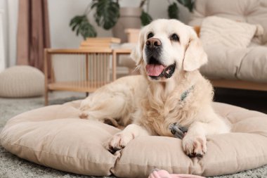 Evcil hayvan yatağında oyuncaklı şirin Labrador köpeği.