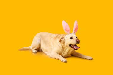Sarı arka planda Paskalya tavşan kulaklı komik Labrador köpeği.