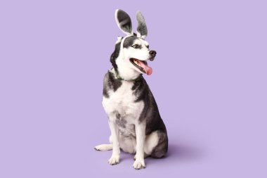 Leylak arka planında tavşan kulaklı sevimli Husky köpeği. Paskalya kutlaması